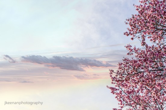 spring is in the air wr